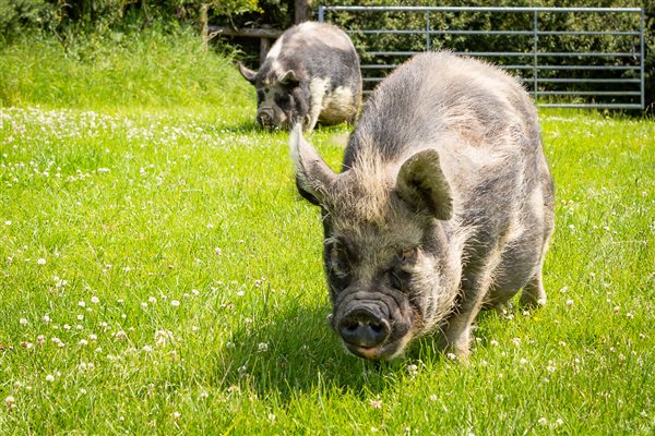 Pigs eating grass